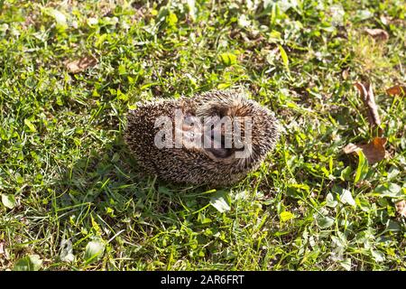 Der in einen Ball gerollte Igel liegt auf einem grünen Rasen. Igelschlange im Vordergrund sichtbar. Stockfoto