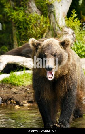 Braunbär( Ursus arctos). Kurilensee. Kamtschatka. Sibirien. Russland Stockfoto