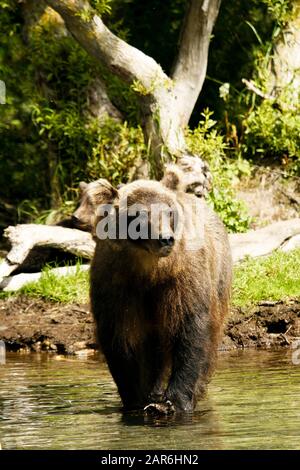 Braunbär (Ursus arctos) in Kurile Lake, Halbinsel Kamtschatka. Russland Stockfoto