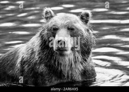 Braunbär (Ursus Arctos) in Kurilen See, Kamtschatka. Russland Stockfoto