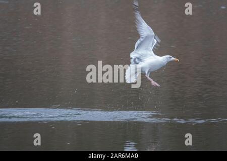 Über einer Seegulls fliegen auf der Suche nach Nahrung aufgeregt über das Wasser Stockfoto