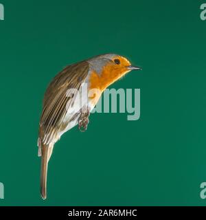 Ein Robin (Erithacus rubecula) fotografierte mit High Speed Flash im freien Flug in Großbritannien Stockfoto