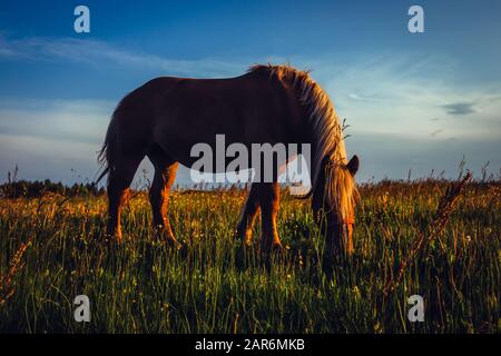 Nahaufnahme von Wildpferden auf dem Feld unter warmem Sonnenlicht mit blauem Himmel. Stockfoto