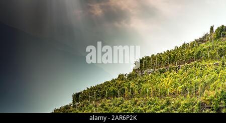 Valtellina (IT) - Weinberg im Gebiet Grumello Stockfoto