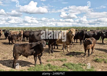 Galloway Black Angus X Rind Cattle Free Range "Bos taurus", Delta Junction, Alaska. Stockfoto
