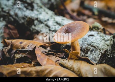 Nahaufnahme eines Pilzes in einem Herbstwald Stockfoto