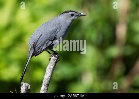 Graues catbird Stockfoto