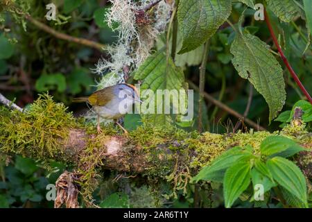 Mit Russet bekrönter Warbler - Myiothlypis coronata, süßer, schüchterner Farb-Warbler aus Andenhängen Südamerikas, Wild Sumaco Lodge, Ecuador. Stockfoto