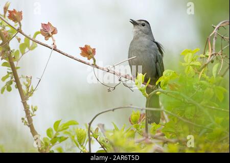 Grauer Catbird singt im Frühjahr Stockfoto
