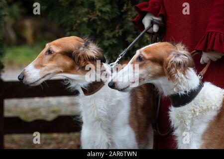 Eine Frau hält russische Borzoi-Hunde Stockfoto