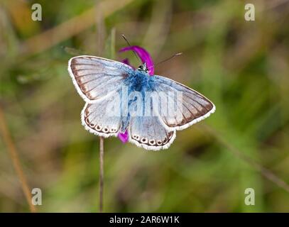 Chalk-Hill Blue Butterfly Lysandra coridon auf dem Watlington Hill in der Oxfordshire Landschaft England Großbritannien Stockfoto