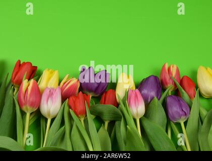 Frühling - Anfang des Jahres - Tulpen auf farbigem Hintergrund Stockfoto