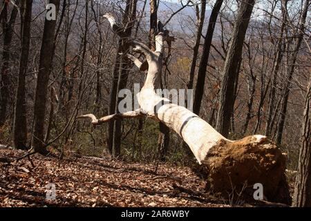 Entwurzelter Baum im Wald Stockfoto
