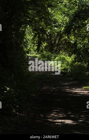 Schattiger Weg durch den Wald Stockfoto
