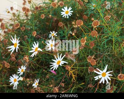 Weiße und trockene Gänseblümchen wachsen auf grünem Blumenbeet Stockfoto