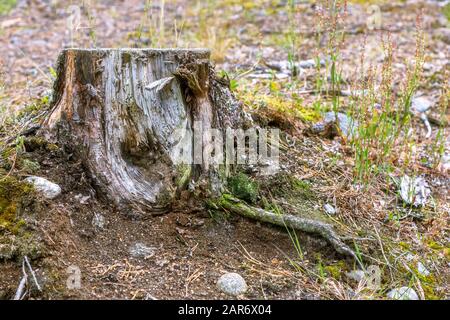 Der alte, mit Moos bedeckte Stumpf, ließ sich einsam im Sand zwischen den Steinen und grünem Wachstum nieder. Stockfoto