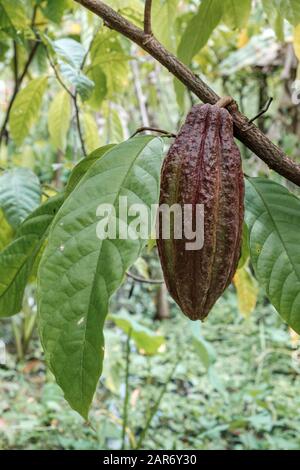 Kakaobst reif im Baum in der Dschungel Farm, bevor die Ernte eingesammelt werden kann Stockfoto