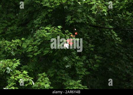 Ahorn-Baumblätter werden ab September rot Stockfoto