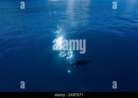 Silhouette eines Delfins im blauen Meer, Sonnenblendung auf dem Wasser, Paste, Hintergrund. Stockfoto