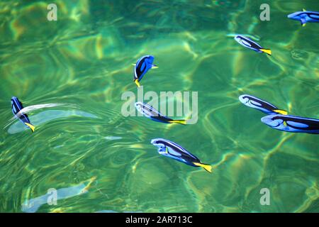 Blauer Tang-Fisch in der Fischfarm zum Verkauf und Export ins Ausland. Stockfoto