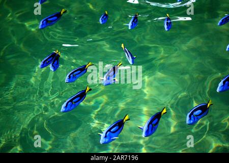 Blauer Tang-Fisch in der Fischfarm zum Verkauf und Export ins Ausland. Stockfoto