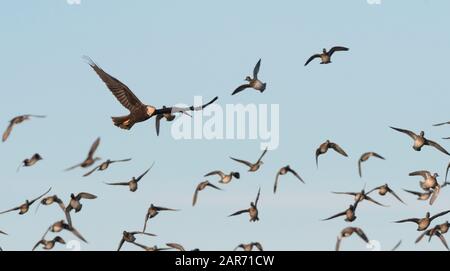 Weibliche Marsh Harrier (Circus aeruginosus), die unter einer panoraschen Schar von Common Teal (Anas crecca) über Marschland, RSPB Greylake Nature Reserve, Großbritannien, jagen Stockfoto