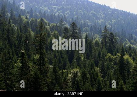 Kiefernwälder, die das Karpatengebirge in Rumänien bedecken Stockfoto