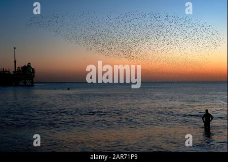 Ein Winterschwimmer beobachtet bei Sonnenuntergang neben dem Helter-Skelter am Brighton Palace Pier an der englischen Südküste eine spektakuläre Muration von Starlingen. Stockfoto