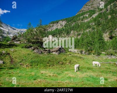 Alpenkühe im Naturpark von Alta Valle Antrona, Piemont, Italien Stockfoto