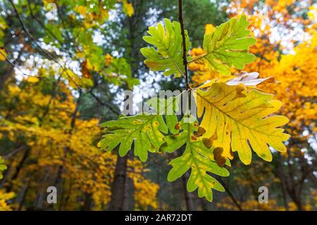 Zweig der Pyrenäen-Eiche mit farbigen Blättern im Herbst Stockfoto