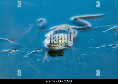 Iberischer Wasserfrosch, der auf einem Bergteich schwimmt Stockfoto