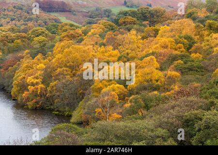 Silberne Birken mit leuchtend gelben Blättern, die am Ufer des Ullswater im englischen Lake District im November in Großbritannien eine atemberaubende Herbstfarbe verleihen Stockfoto