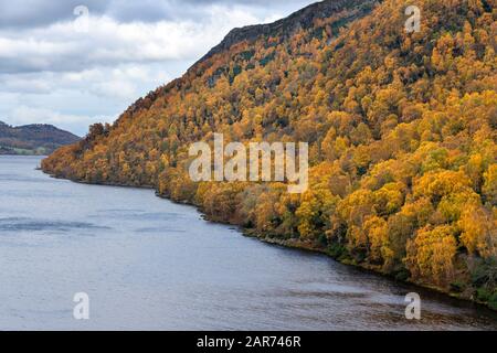 Silberne Birken mit leuchtend gelben Blättern, die am Ufer des Ullswater im englischen Lake District im November in Großbritannien eine atemberaubende Herbstfarbe verleihen Stockfoto