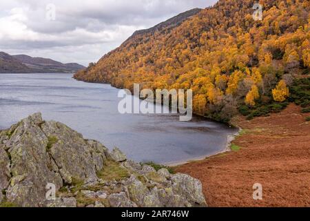 Silberne Birken mit leuchtend gelben Blättern, die am Ufer des Ullswater im englischen Lake District im November in Großbritannien eine atemberaubende Herbstfarbe verleihen Stockfoto