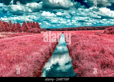 Wunderschöne rosafarbene Infrarotaufnahmen einer nordeuropäischen Landschaft mit tiefblauem Himmel Stockfoto