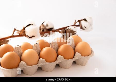Baumwollblüte mit Eiern auf weißem Grund. Frohe ostern. Stockfoto