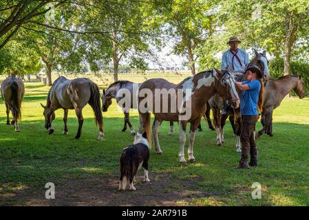 Areco, Argentinien - 22.2018: Gauchos, Hufeisenhund in einem Landgut 70 Meilen nordwestlich von Buenos Aires Stockfoto