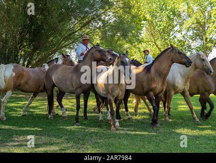 Areco, Argentinien - 22.2018: Gauchos und Pferde in einem Landgut 112 km nordwestlich von Buenos Aires Stockfoto