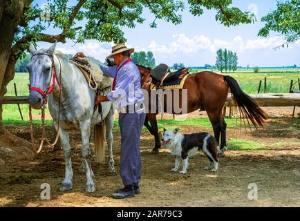 Areco, Argentinien - Januar 22.2018: Ein Gaucho mit Pferden und Hund in einer Landfarm 112 km nordwestlich von Buenos Aires Stockfoto