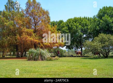 Areco, Argentinien - 22.2018: Gauchos in einem Landgut 112 km nordwestlich von Buenos Aires Stockfoto