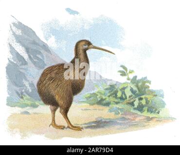 Südbrauner Kiwi Apteryx australis, (, ) Stockfoto