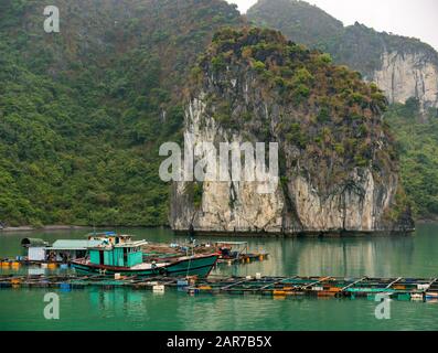 Fischfarm-Fischerboot mit Fisch- und Kalksteinklippen, Lan ha Bay, Vietnam, Asien Stockfoto