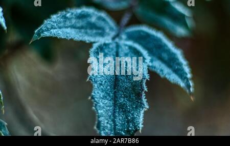 Detail des mattierten Blattes am Wintermorgen mit eisigen Bits und wunderschönem Bokeh Stockfoto
