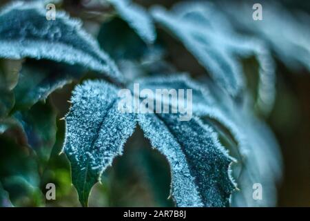 Detail des mattierten Blattes am Wintermorgen mit eisigen Bits und wunderschönem Bokeh Stockfoto