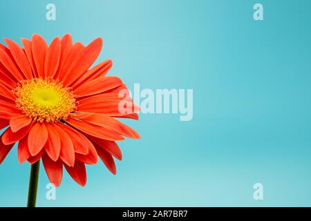 Lachsfarbene Gerbera-Blume isoliert auf türkisfarbenem Hintergrund Stockfoto