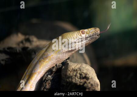Eine birmanische Python in einem Glaskäfig in einem State Zoo. Stockfoto
