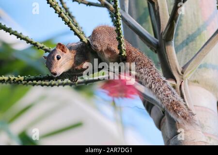 Indisches Palmenhörnchen - Funambulus palmarun Stockfoto