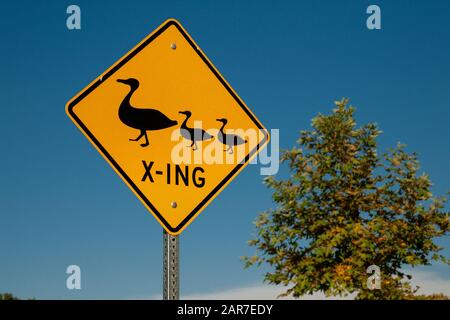 Gelbes Straßenschild mit schwarzer Grafik einer Mutterente und zwei Entenführungen mit Entenübergang Stockfoto