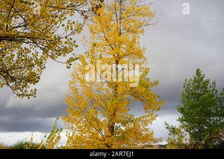 Guadalajaras Felder sind im Herbst farbig gefasst Stockfoto