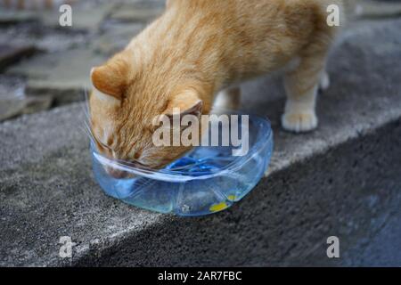 Ingwer Obdachlose Katze, die Ei aus einer Plastikschale auf einem Steinboden im Freien isst. Stockfoto